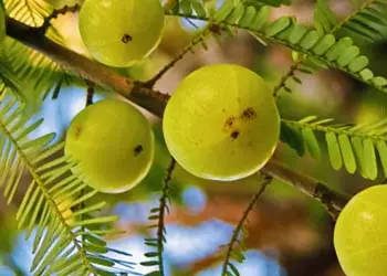 Mitolyn Ingredient 6