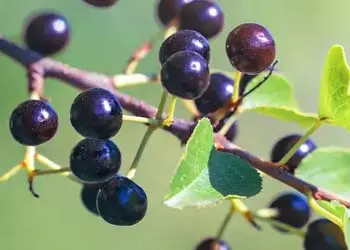 Mitolyn Ingredient 1