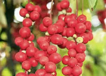 Mitolyn Ingredient 5